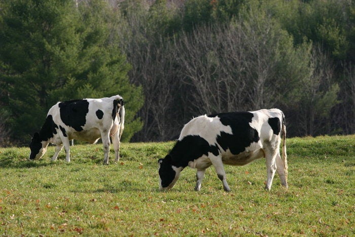 The Internet of (Living) Things: Tracking dairy cow eating habits