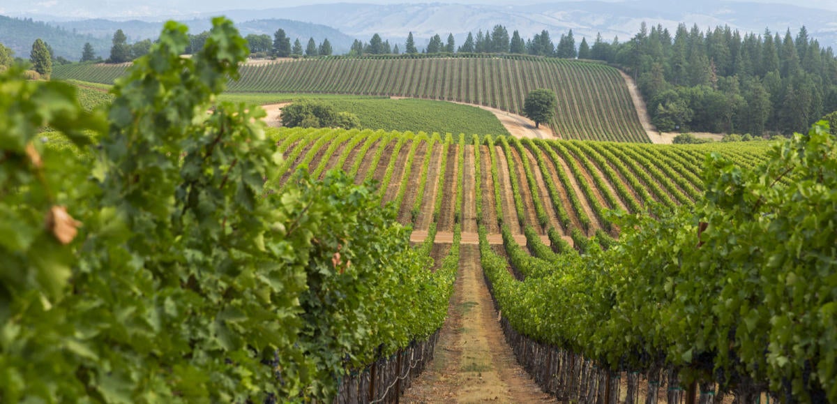 E&J Gallo Winery - vineyard