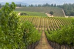 Winery uses custom-built mobile apps to consolidate insights