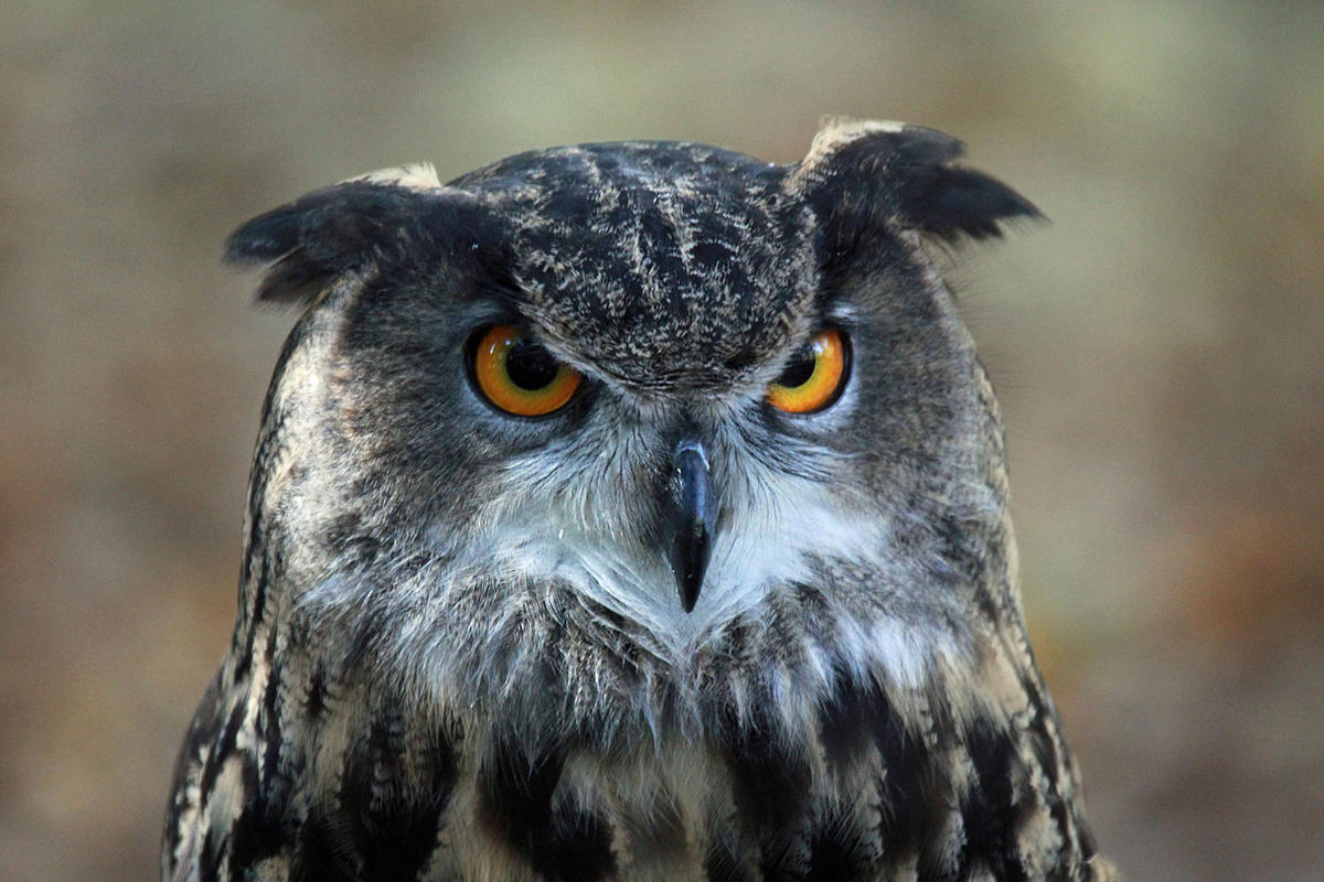 OWL: A 'better' PHP for single-server apps
