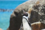 All about Debian 9 'Stretch,' the Linux distro that just works