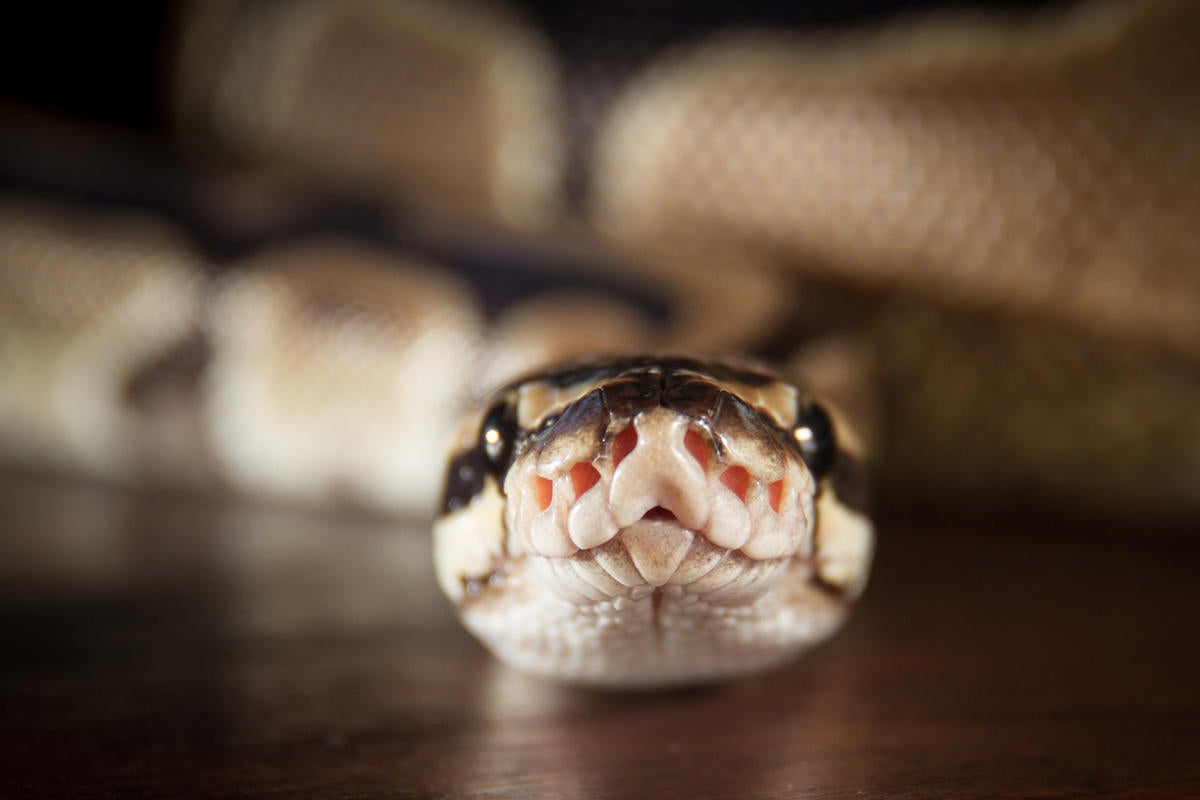 Anaconda Snake Teeth