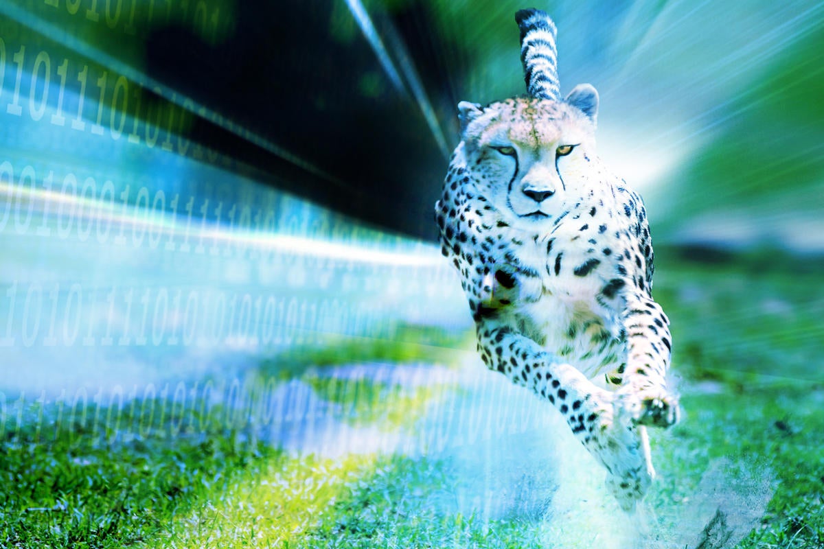 racing speed cheetah chase binary