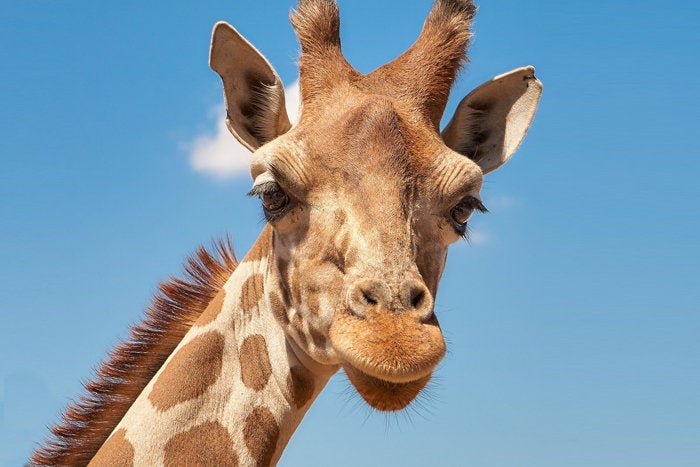 photo of Giraffe brings F# functional programming to ASP.Net Core image