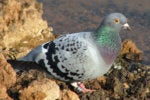 Weird IP networks: Internet via birds and ham radios