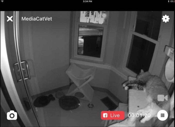 petcube bites 08