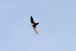 Swift language plans for 2023 emphasize concurrency and generics