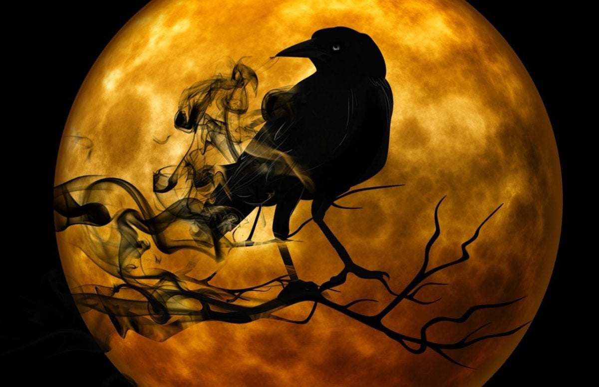 spooky halloween raven