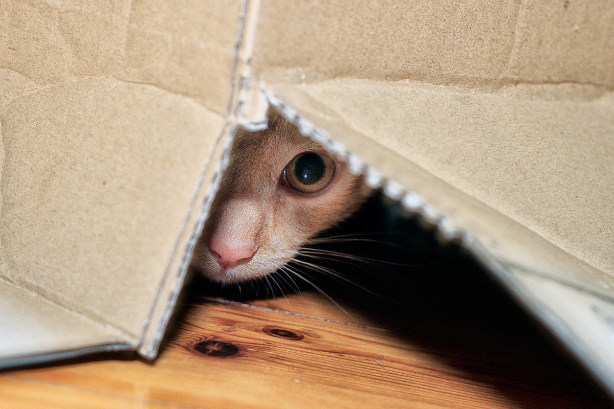 cat hiding box hide and seek