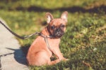 What Retailers Need to Know: Every Dog Has Its Master