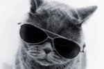 Like herding cats: managing test automation tools in an open-source world