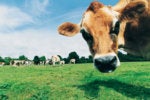 Creating your own cowsay messenger