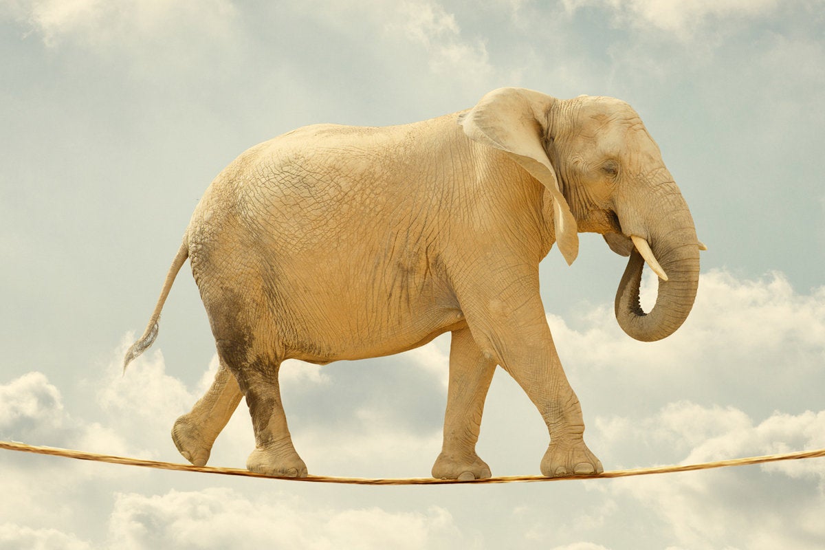 elephant tight rope risk agile balance