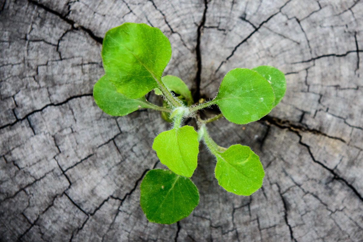 Image: Cloud computing is even greener than we thought