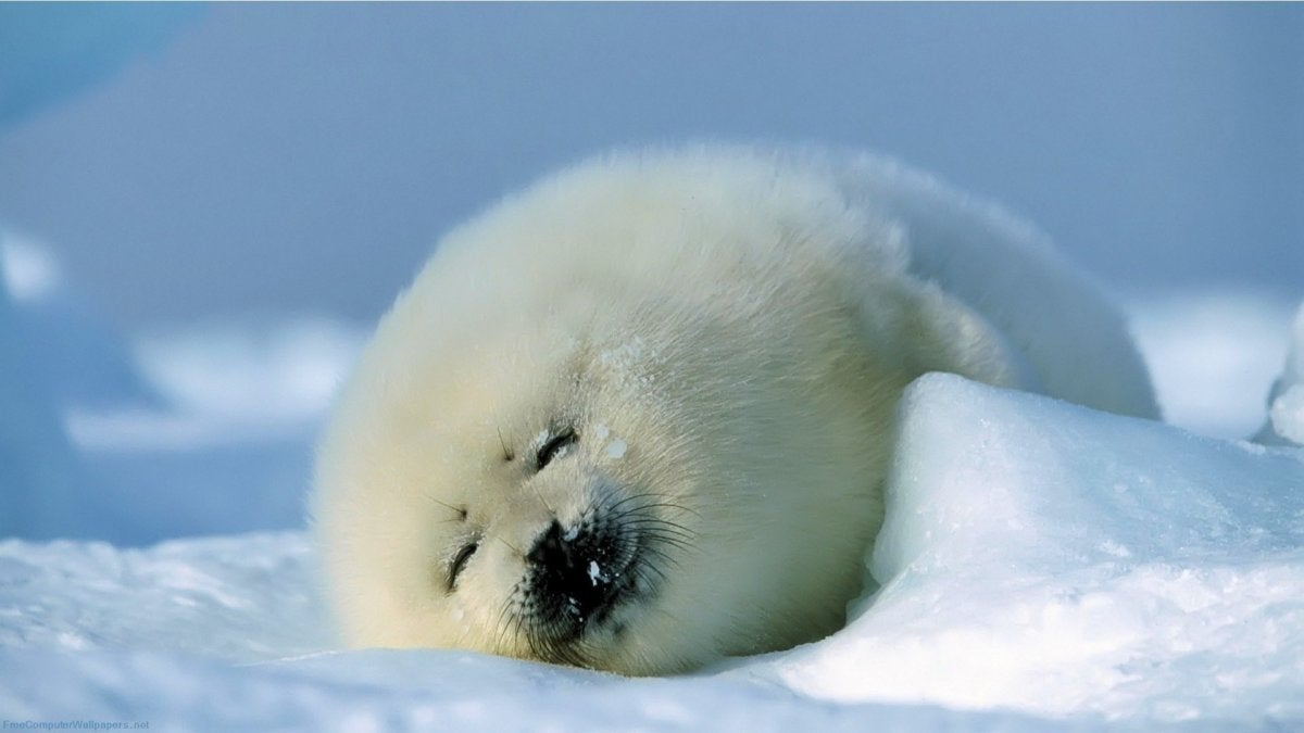 sleeping snow seal