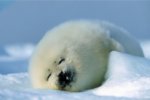 sleeping snow seal