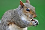It’s time to squirrel away a clean copy of Win10 version 1909