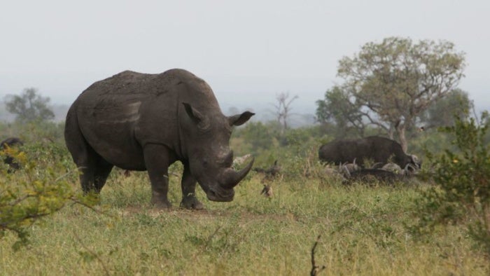 rhino photo credit michael hammond800
