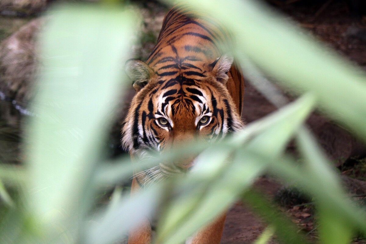 Image: Tame your wild LLM with TypeChat