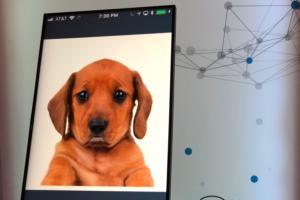 fintech intuit innovation lab chatbot sad puppy