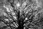 What my backyard squirrel taught me about technical debt