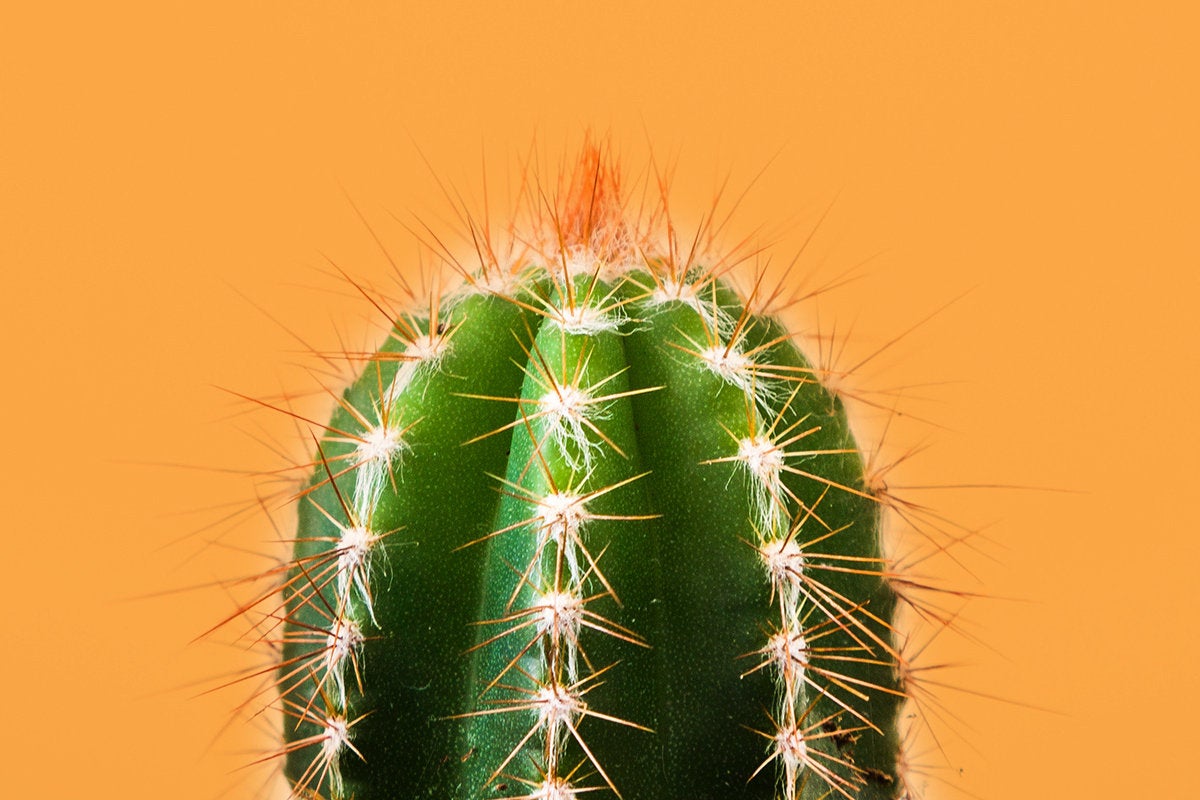 cactus / prickly / difficult / tricky
