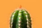 New ransomware group CACTUS abuses remote management tools for persistence