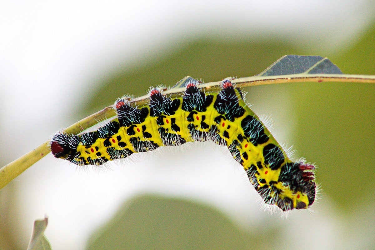 A caterpillar hangs upside down from a branch.