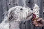 The importance of 'dogfooding' in the cloud