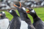 gentoo penguins