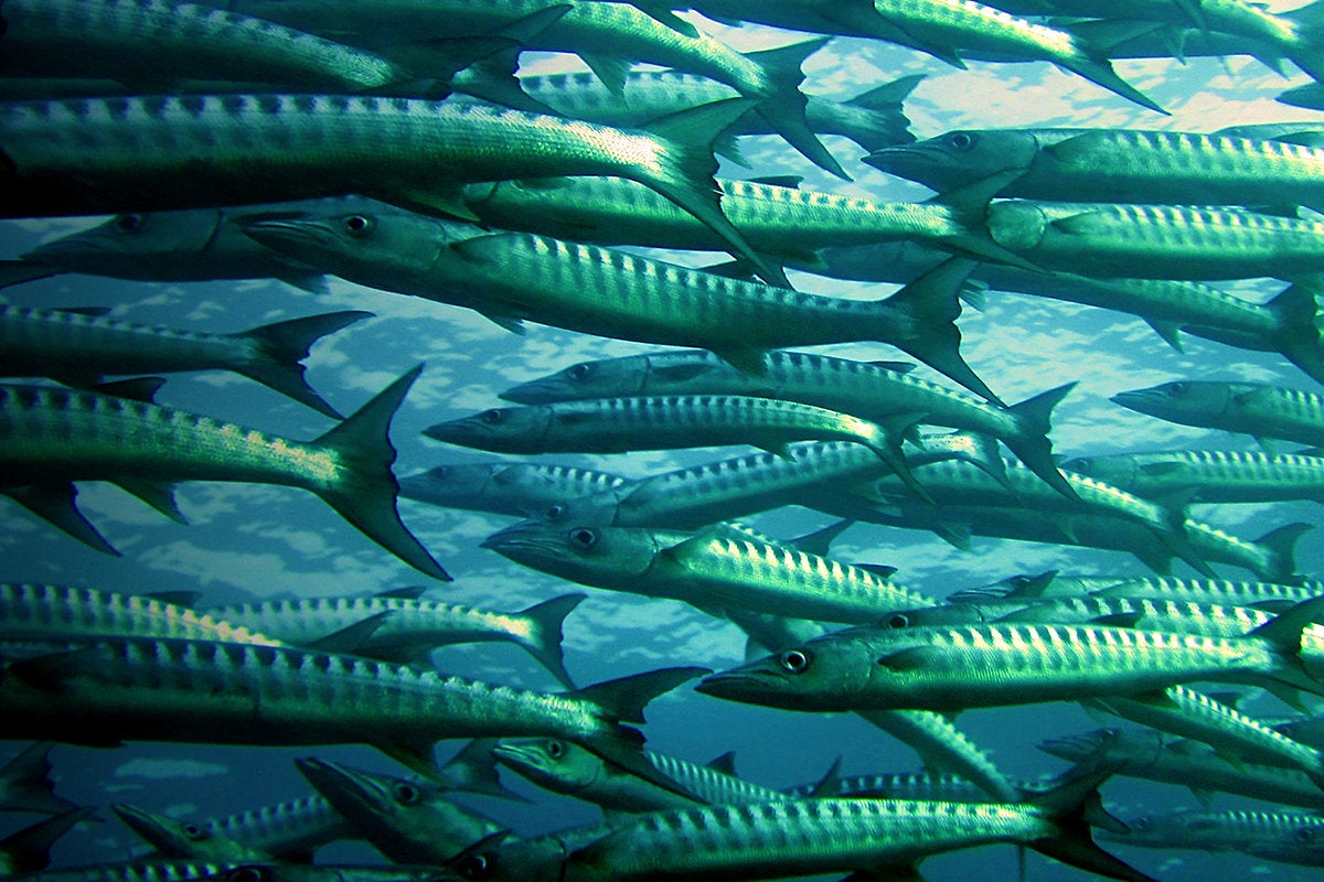 A school of barracuda in the ocean.