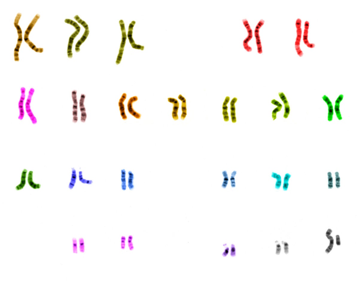 chromosome colors wikimedia commons