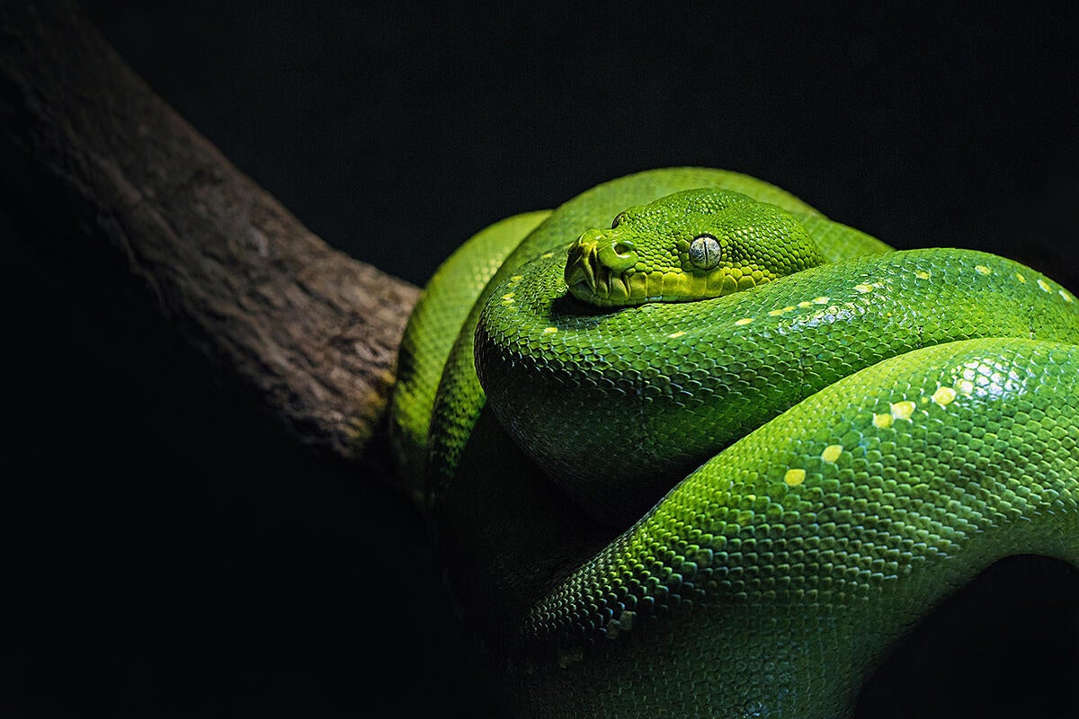 Image: How to manage Python projects with Pipenv