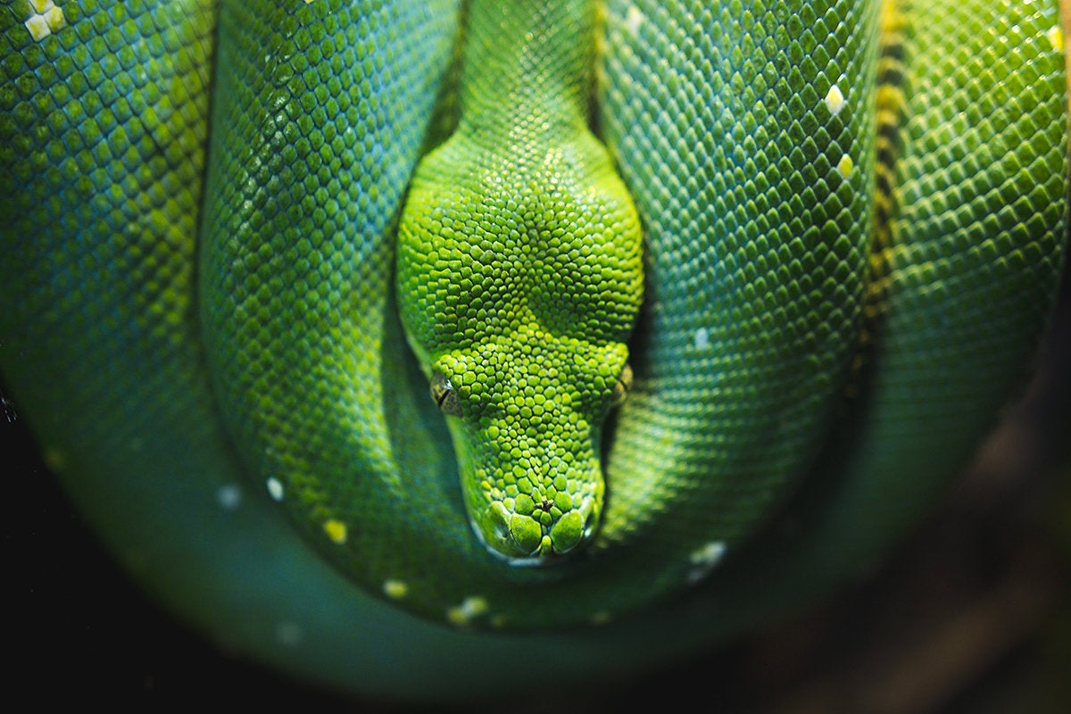 7 sweet Python IDEs you might have missed
