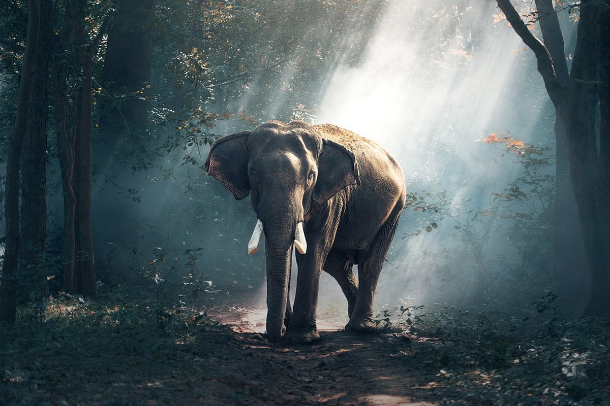 elephant sunlight forest africa tusk ivory sasint via pixabay