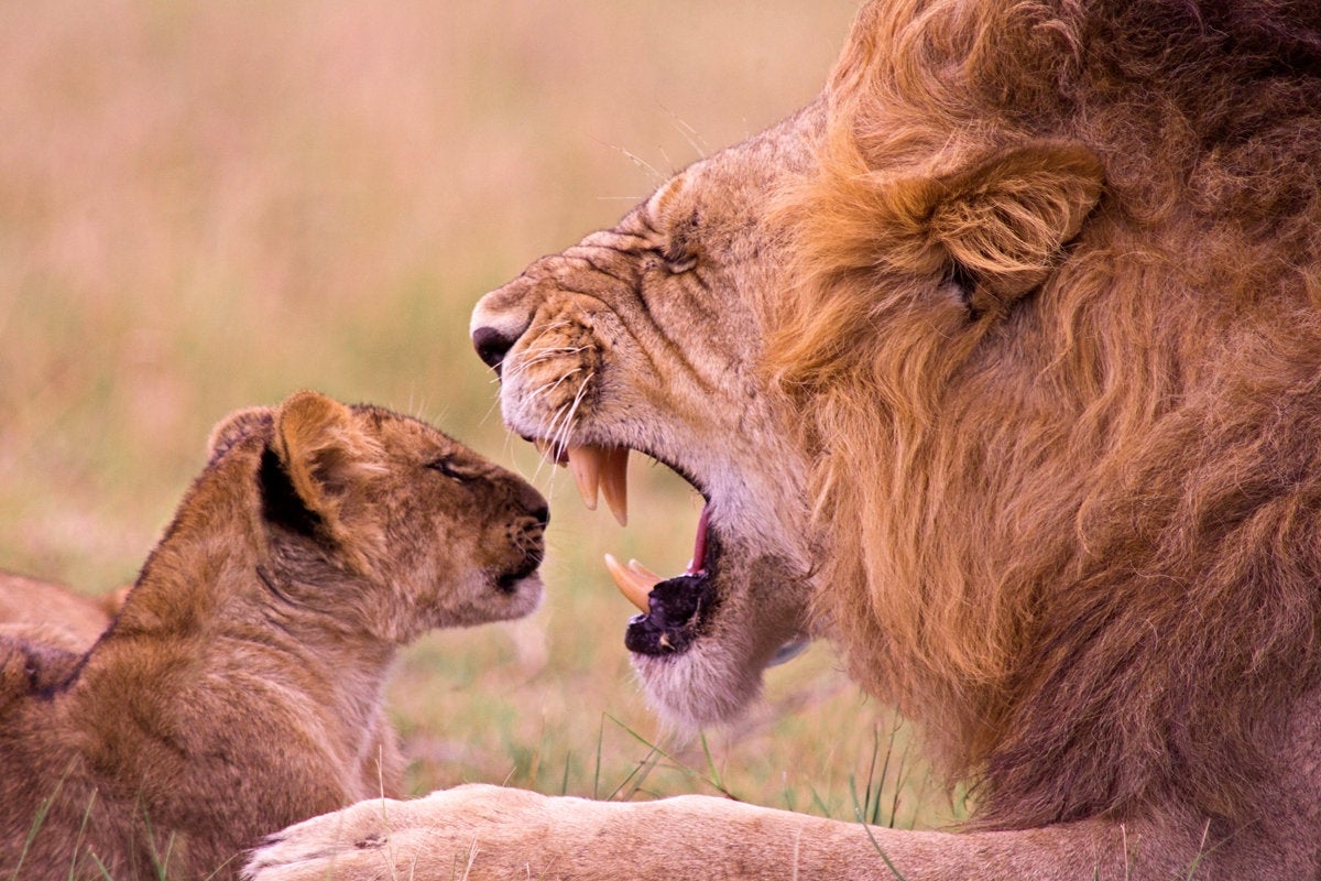 lion cub parent teaching child nature animal growl yawn