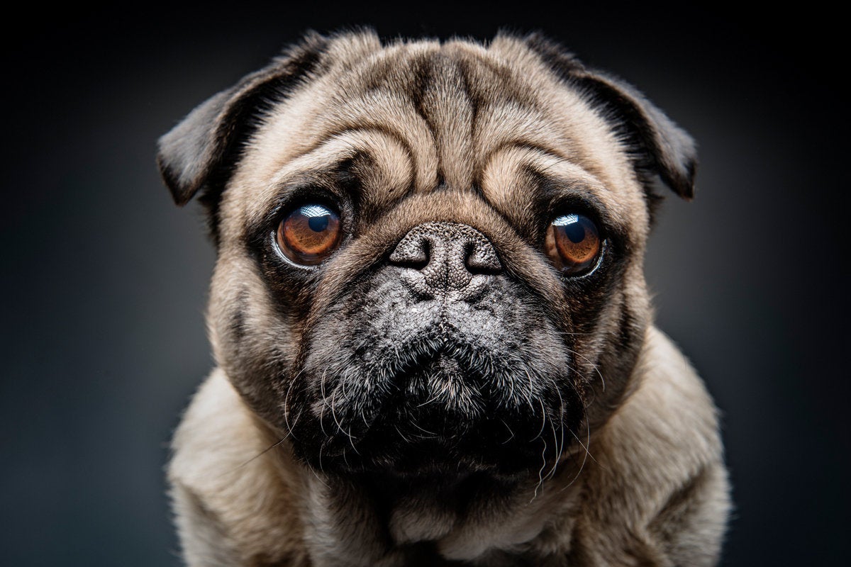 pug dog sad grumpy staring closeup watching eyes