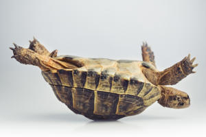 Why are most organizations late to change?