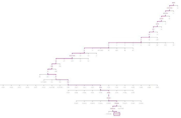 mother phylogenetic tree