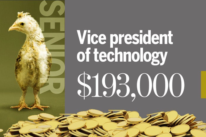 Vice president of technology