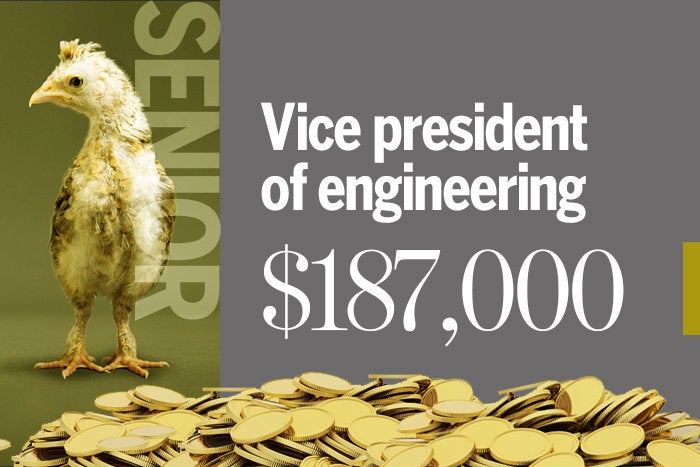 Vice president of engineering
