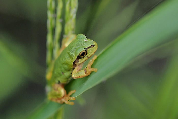 Image: Do frog croaks hold the key to creating the perfect IoT network?