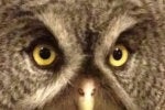 Project OWL: IoT trying to hold connectivity together in disasters
