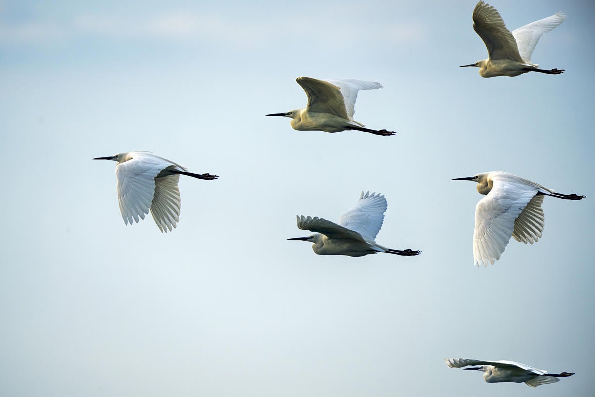 birds in flight leader lead team syncronized