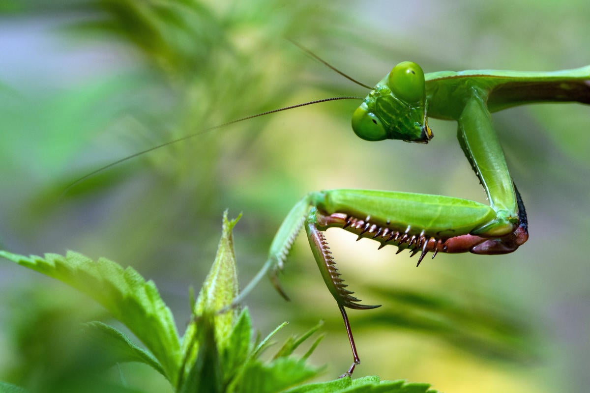 Praying mantis among green leaves [camouflage/stealth]