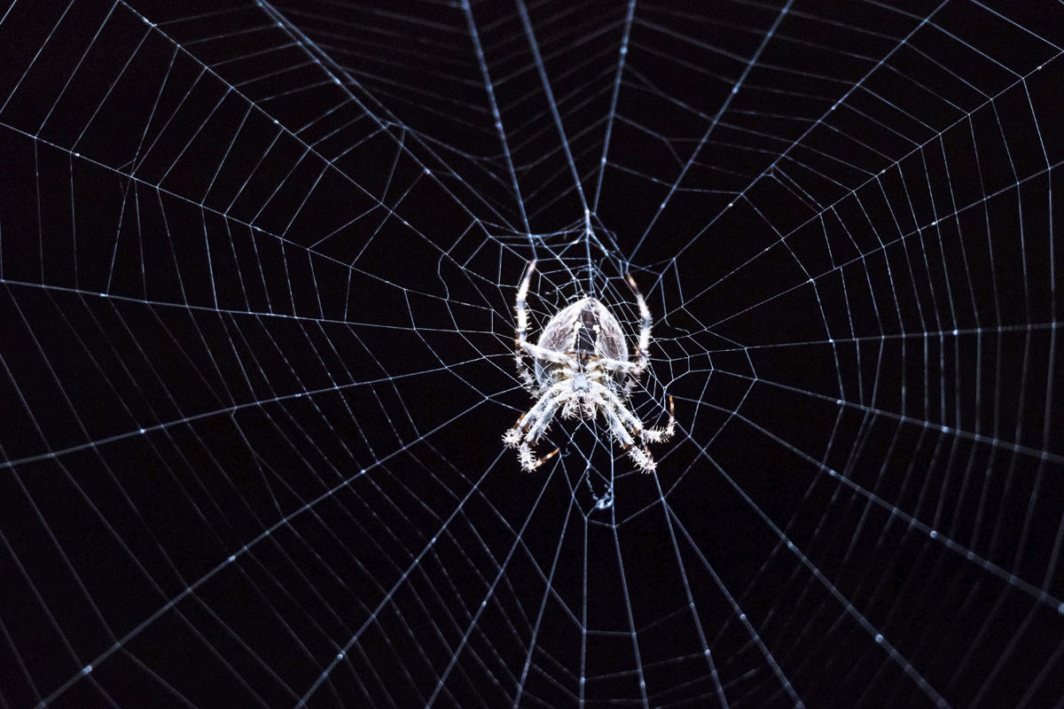 spider dark web bug virus poisonous threat weave pattern by steve norris getty