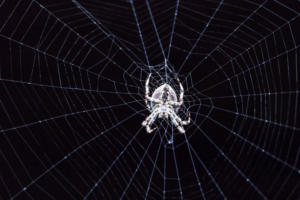 Why you need a dark web expert on your security team