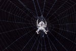 Why you need a dark web expert on your security team