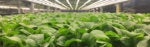 Seeding the Right IoT Architecture to Build a Better Farm
