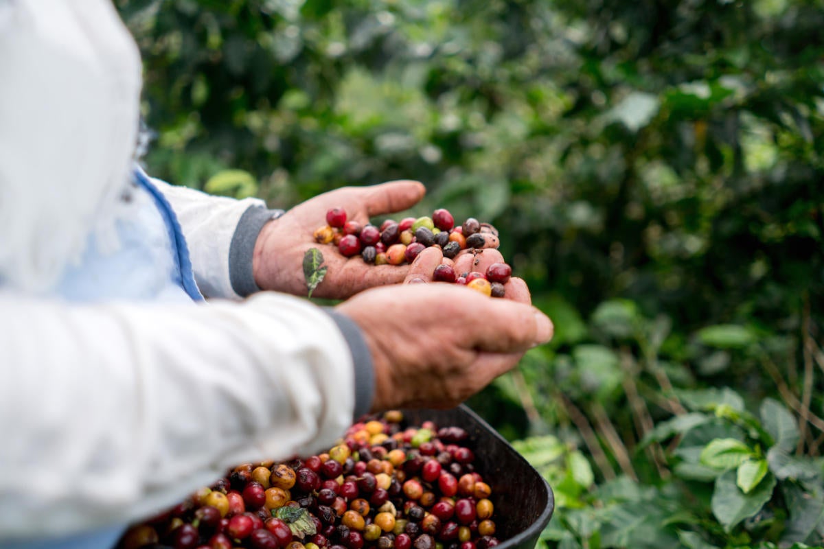 A farmer collects coffee beans, harvesting crops.